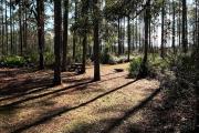 Photo: Tates Hell state Forest Womack Creek Campground